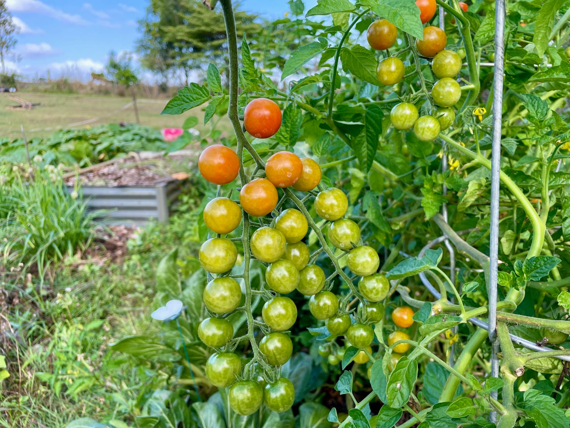 A truss of tomatoes ripening in the garden