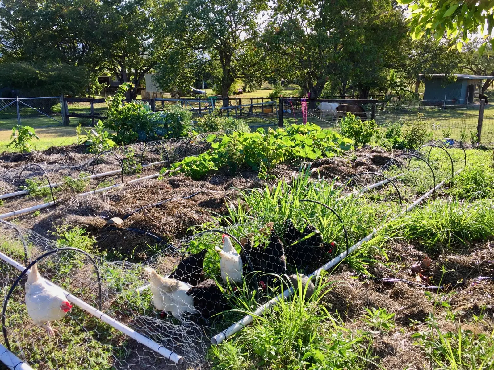Chickens moving through Elle's food forest garden