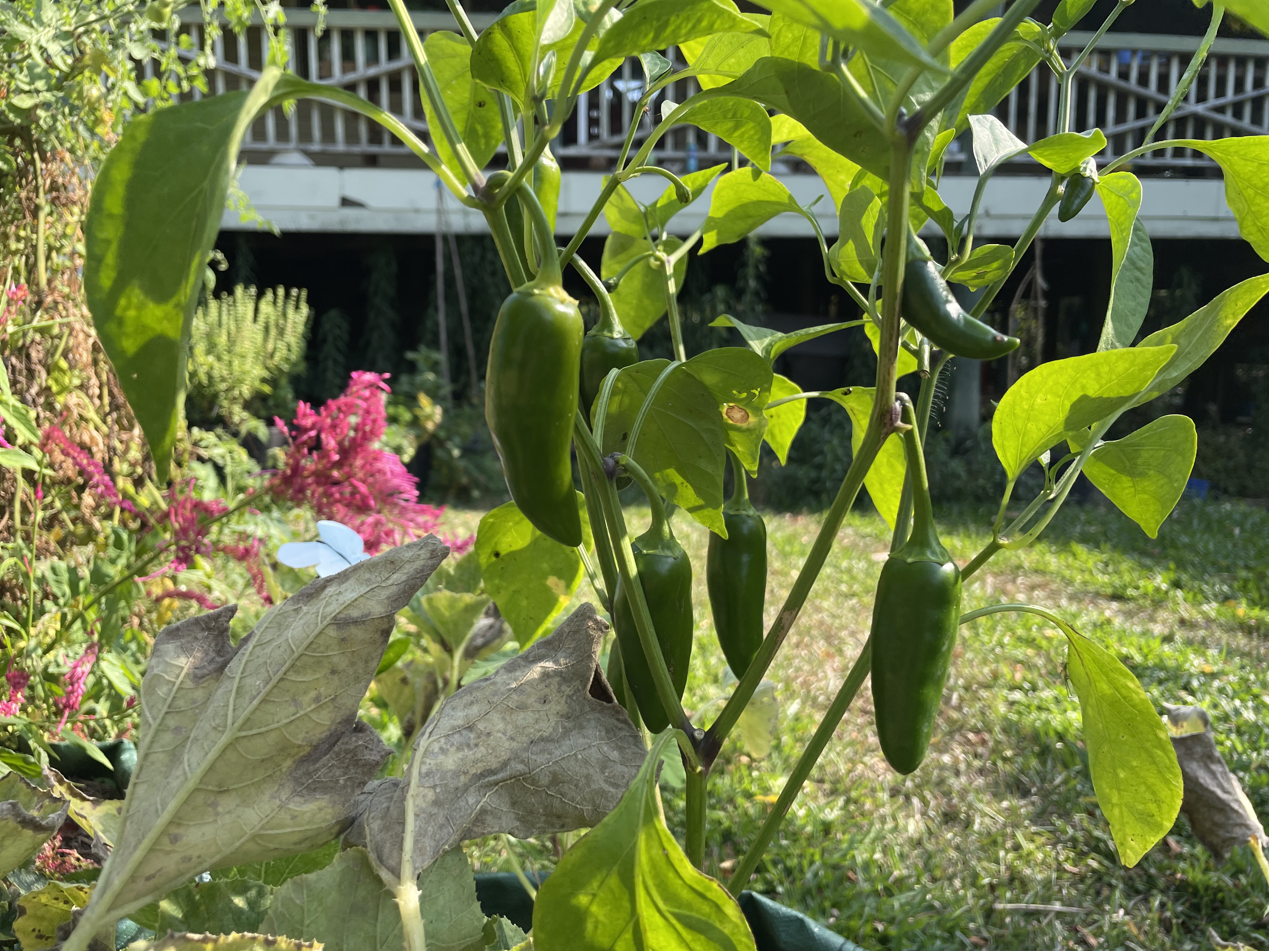 Green chilli fruits hanging from a leafy plant in a garden.