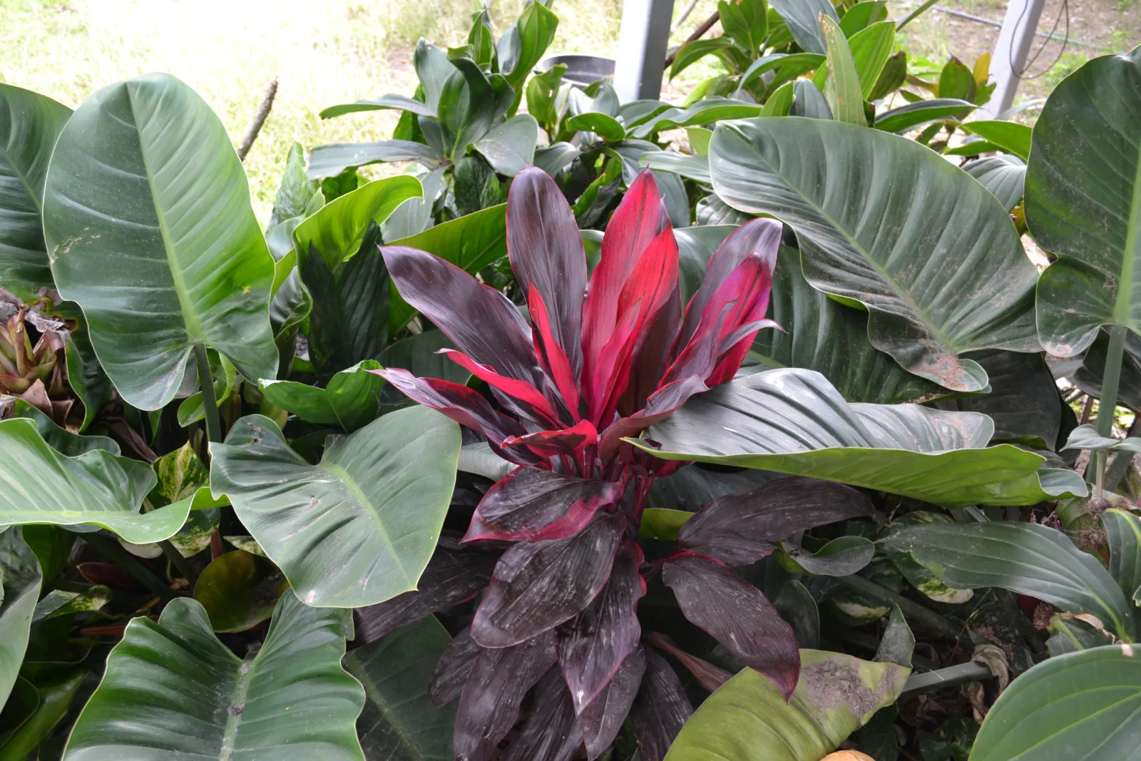 Cordyline fruticosa — deep red and purple Ti plant leaves surrounded by large green foliage.