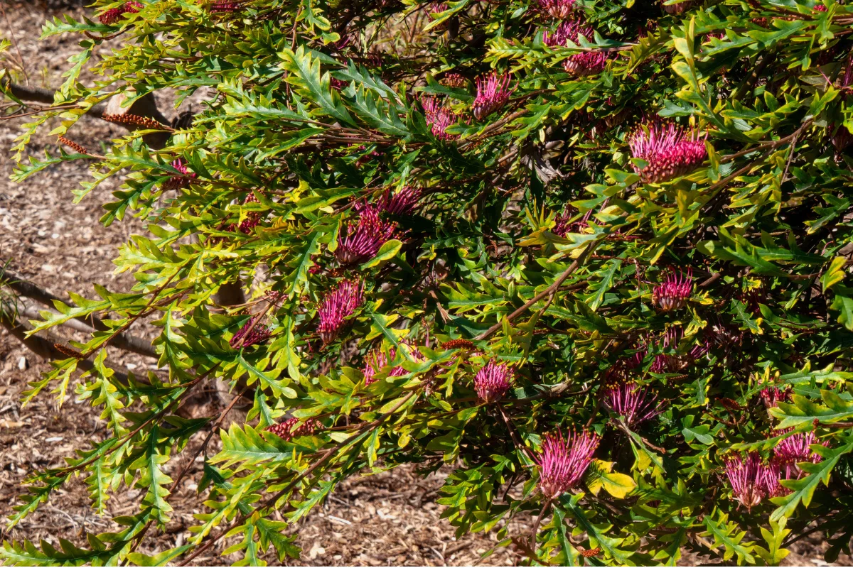 Grevillea 'Poorinda Royal Mantle' — poorinda Royal Mantle featuring bright pink toothbrush-shaped flowers amongst green serrated foliage.